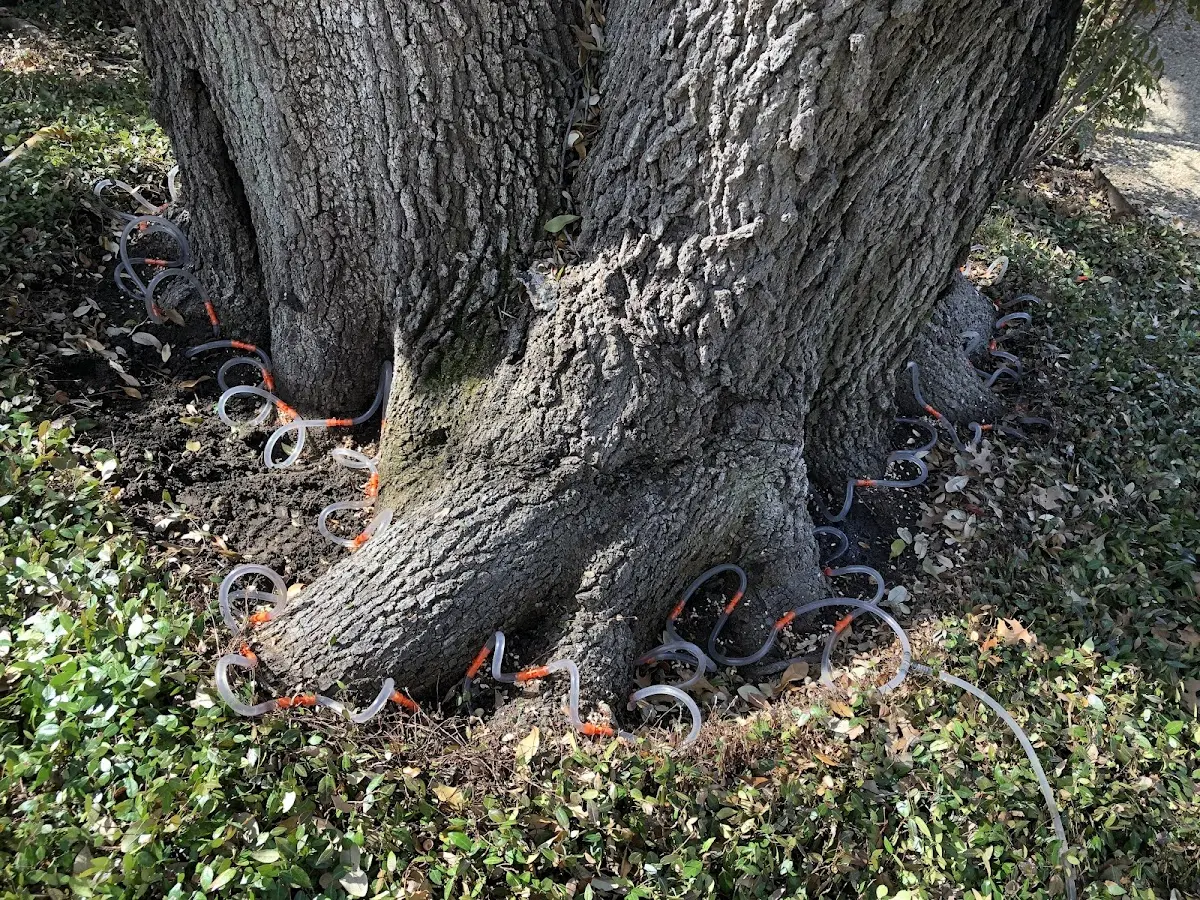 Detailed Tree Cabling and Bracing job site in Hindman