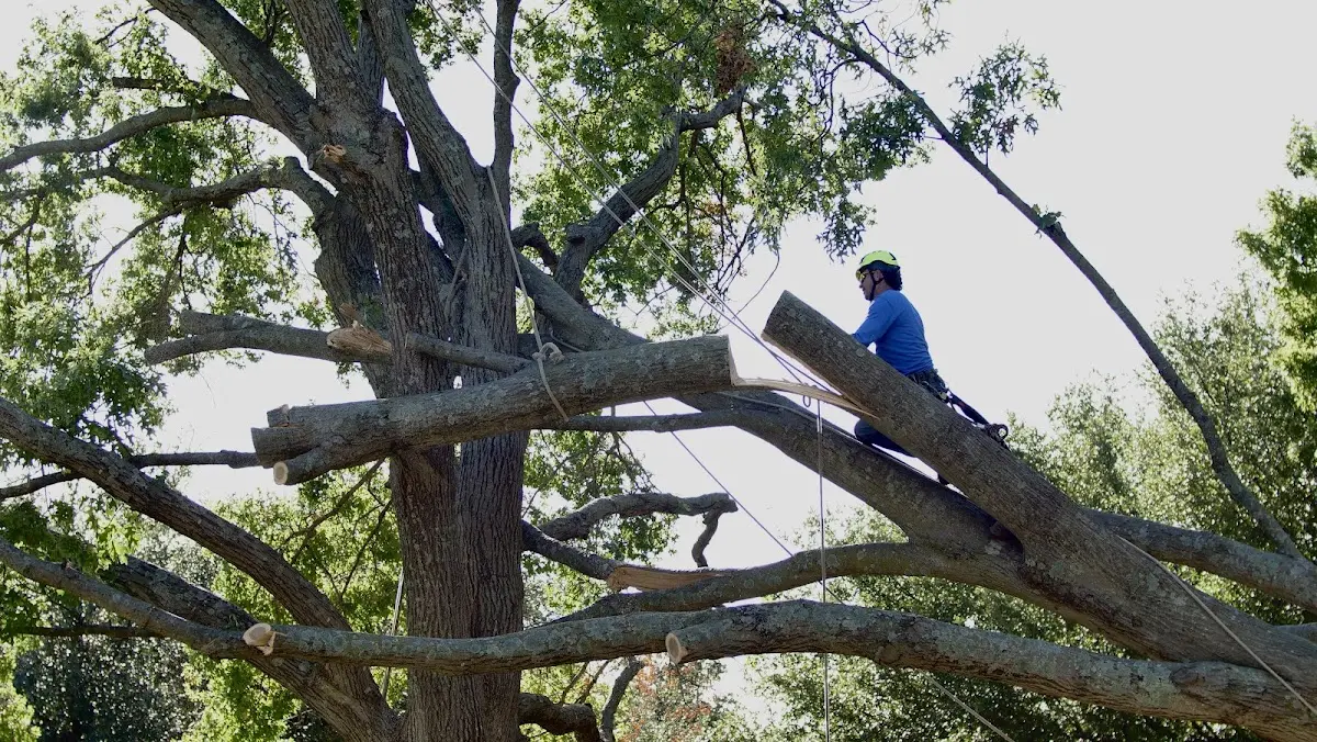 Professional Hazardous Tree Removal performed by certified arborists in Hindman